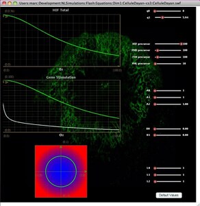 Simulation en ligne “Dynamics of « Hypoxia Inducible Factor » pathway”