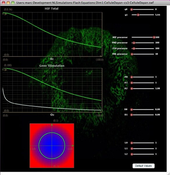 Simulation en ligne “Dynamics of « Hypoxia Inducible Factor » pathway”